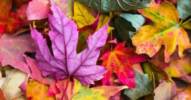 Tas de feuilles aux couleurs de l'automne