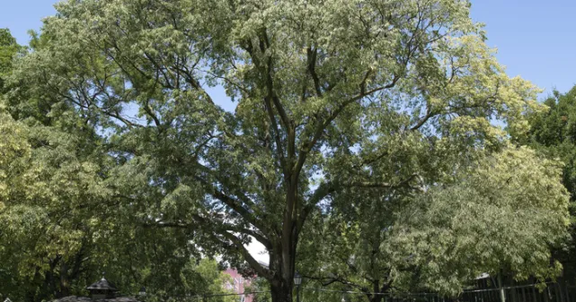 Photographie d'un arbre au parc des Bastions