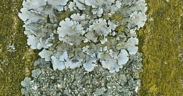 Zoom sur des lichens qui sont sur une écorce d'un arbre en ville.