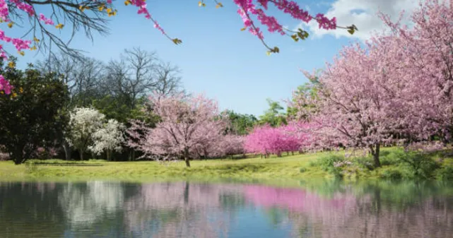 Cerisiers en fleur autour d'un étang