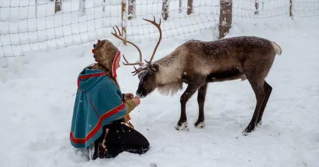Femme Sámi qui donne à manger à une renne dans un paysage d'hiver